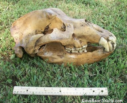 Cave Bear Skull Cast Replica Reproduction Ursus Sp - Image 3