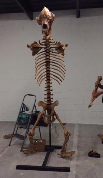 Cave Bear skeleton cast replica 10 ft tall! - Image 15