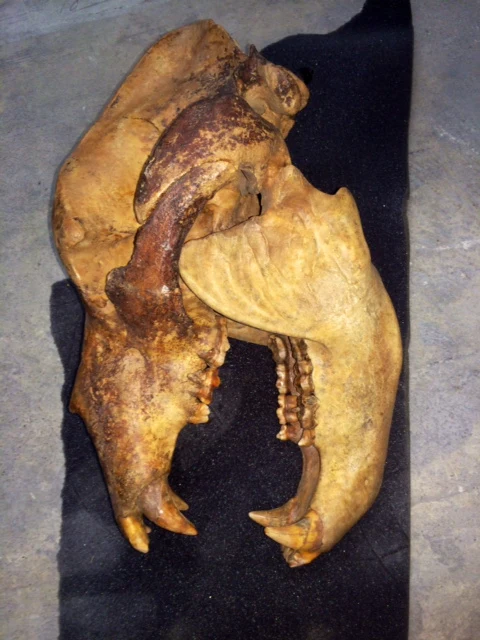 Cave Bear skeleton cast replica 10 ft tall! - Image 16