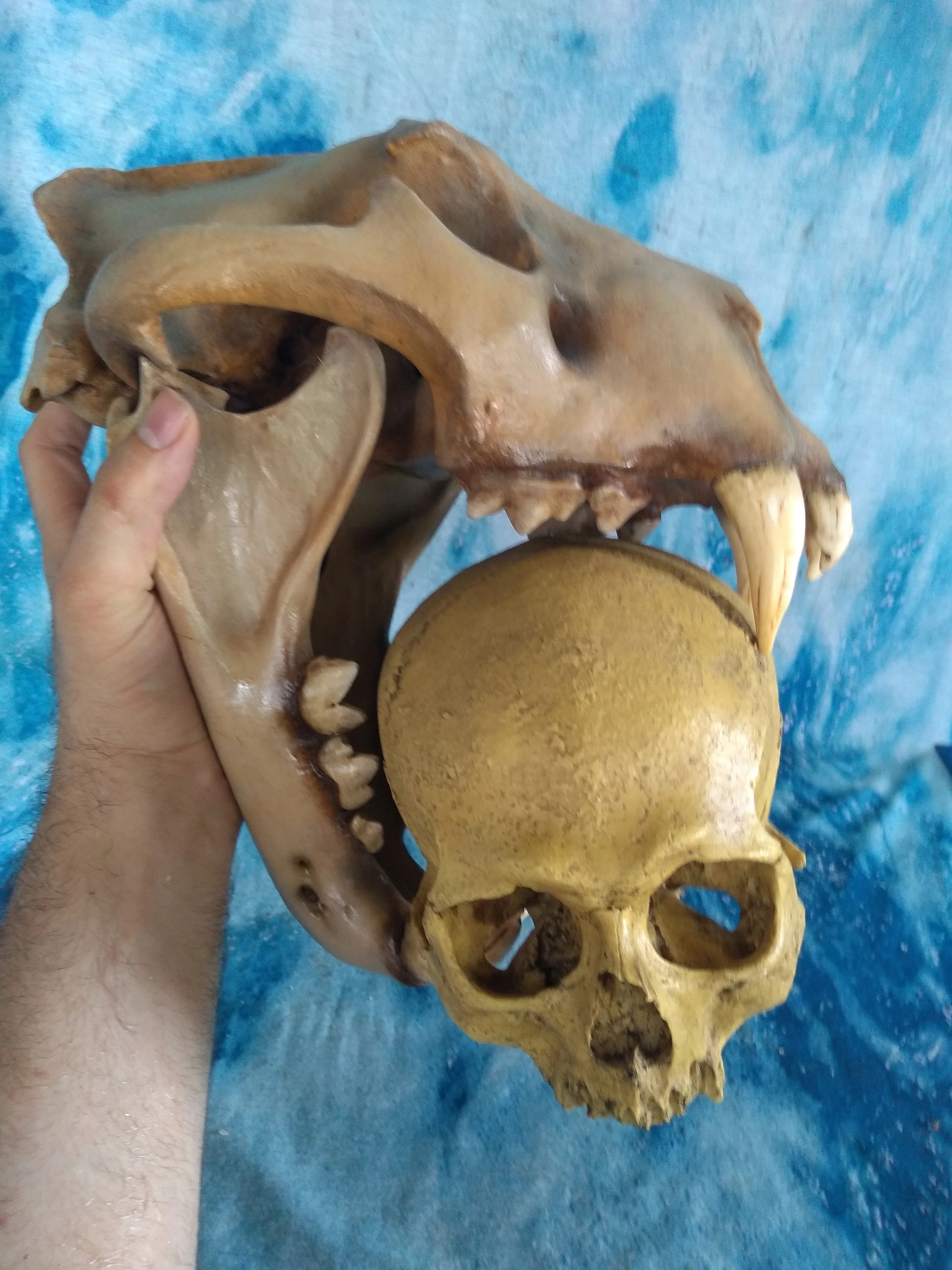 Cave lion skull cast replica 3 - Image 12