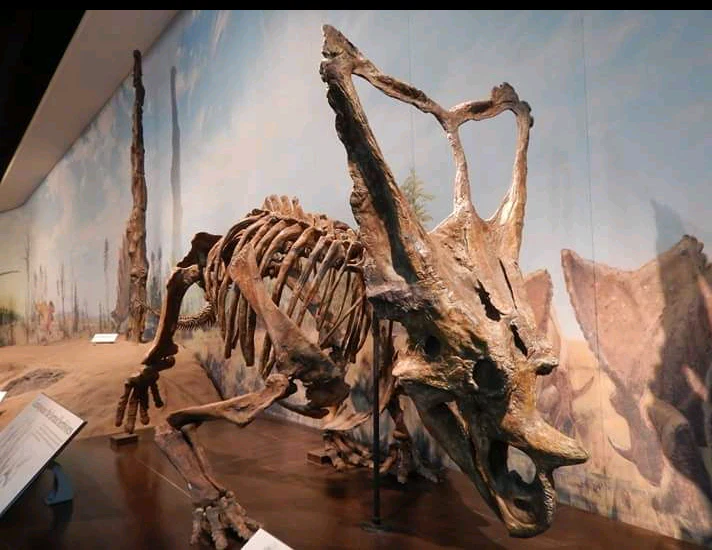 Chasmosaurus Skeleton cast replica dinosaur skull - Image 13