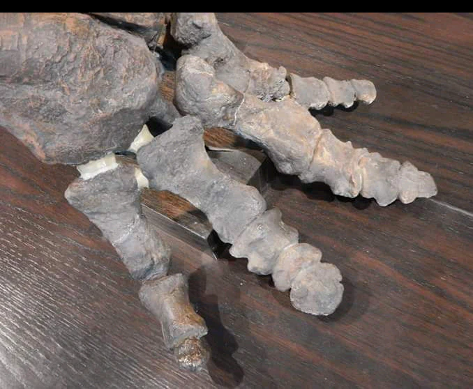 Chasmosaurus Skeleton cast replica dinosaur skull - Image 25