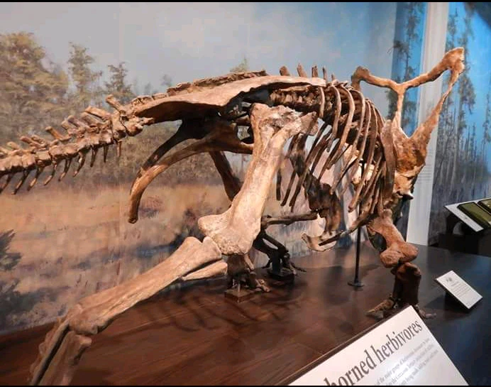 Chasmosaurus Skeleton cast replica dinosaur skull - Image 28
