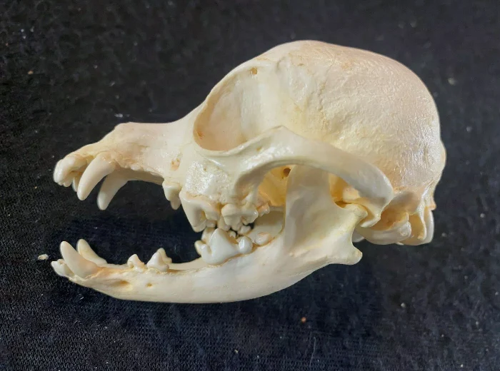 Chihuahua Dog Skull Cast Replica #2 Reproduction - Image 3