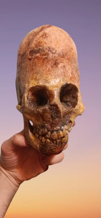 Cinnamon Skull Cast Replica Peruvian Elongated Skull (not an Alien) - Image 13