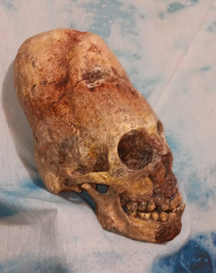 Cinnamon Skull Cast Replica Peruvian Elongated Skull (not an Alien) - Image 18