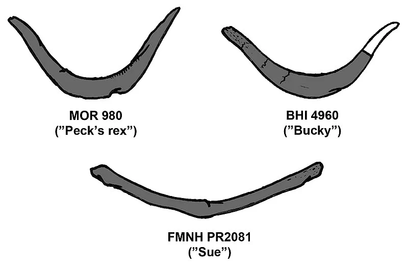 Tyrannosaurus rex furcula, wishbone T.rex Trex Cast Replica T-rex - Image 2