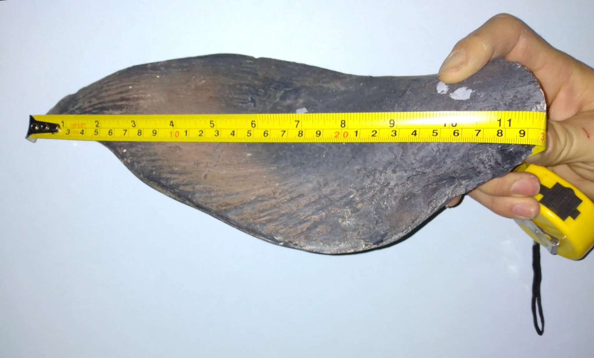 Coelacanth cast life cast replica Latimeria - Image 5