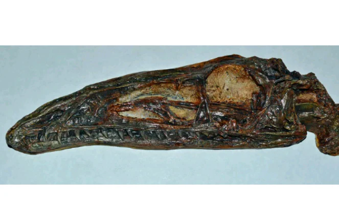 Coelophysis skull cast replica #1 - Image 4