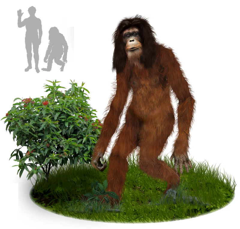 2013 Orang Pendek #3 footprint cast replica #3 (Leaf print) - Image 6