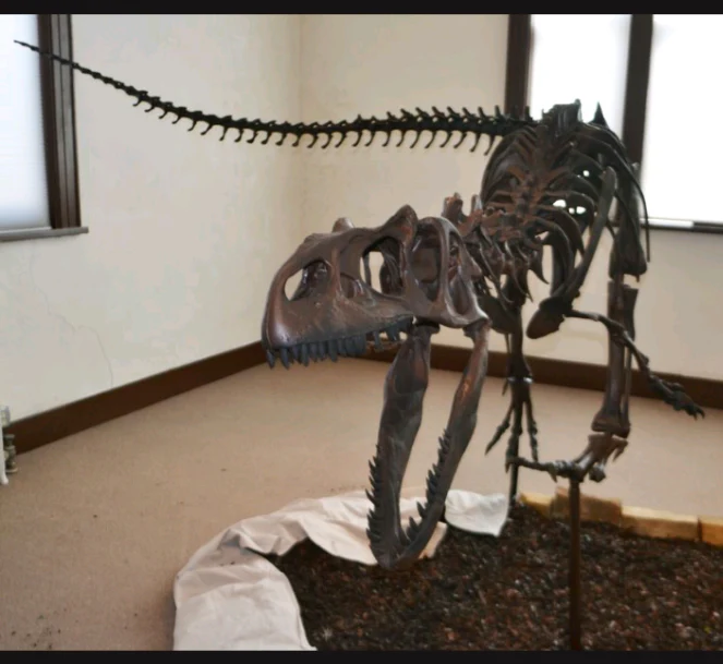 Allosaurus: Juvenile Allosaurus Skeleton cast replica - Image 5
