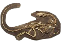 Coelophysis skeleton cast replica - Image 3