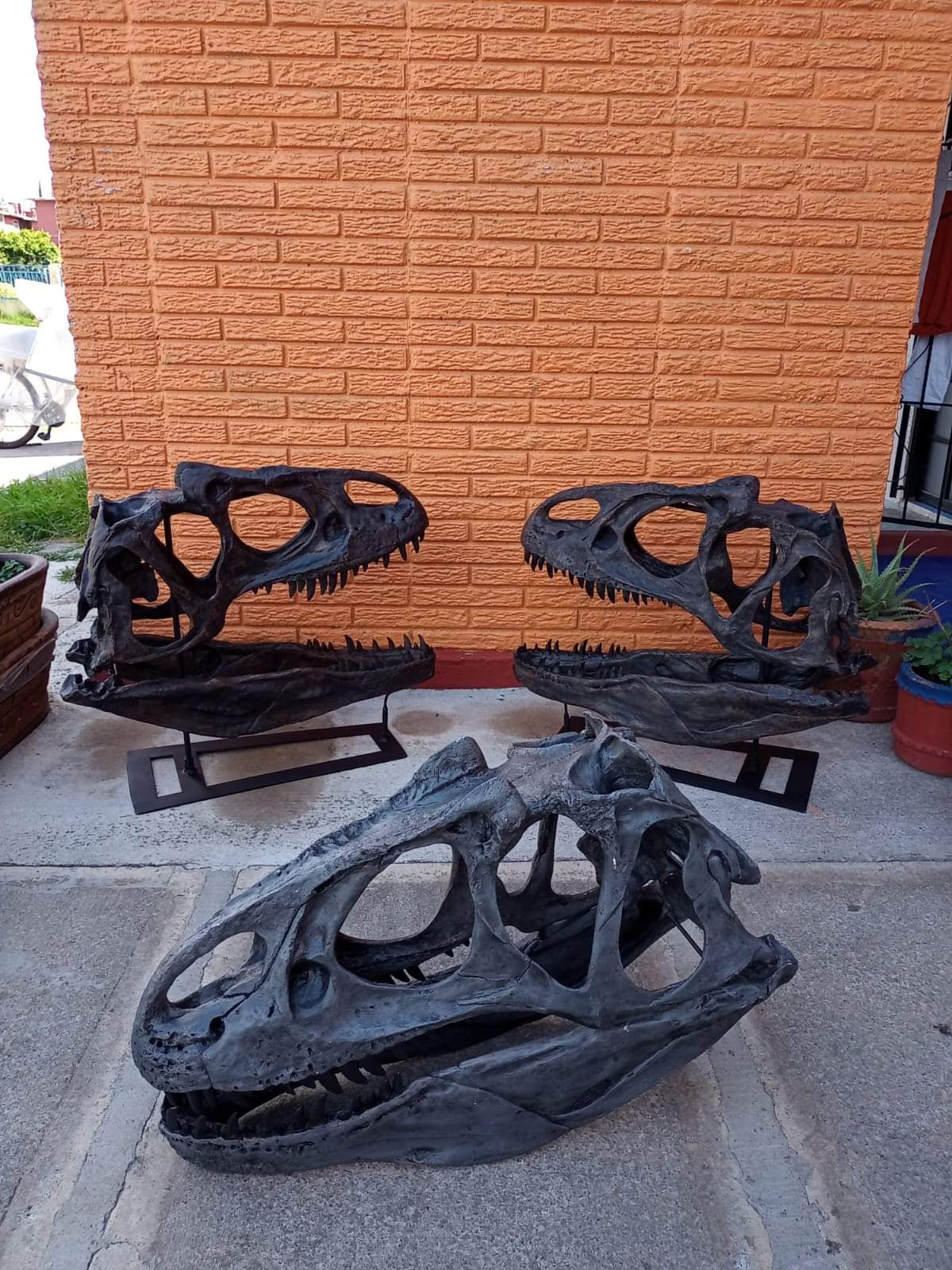 Allosaurus Skull Cast Replica Dinosaur Skull Reproduction Life-size! - Image 5