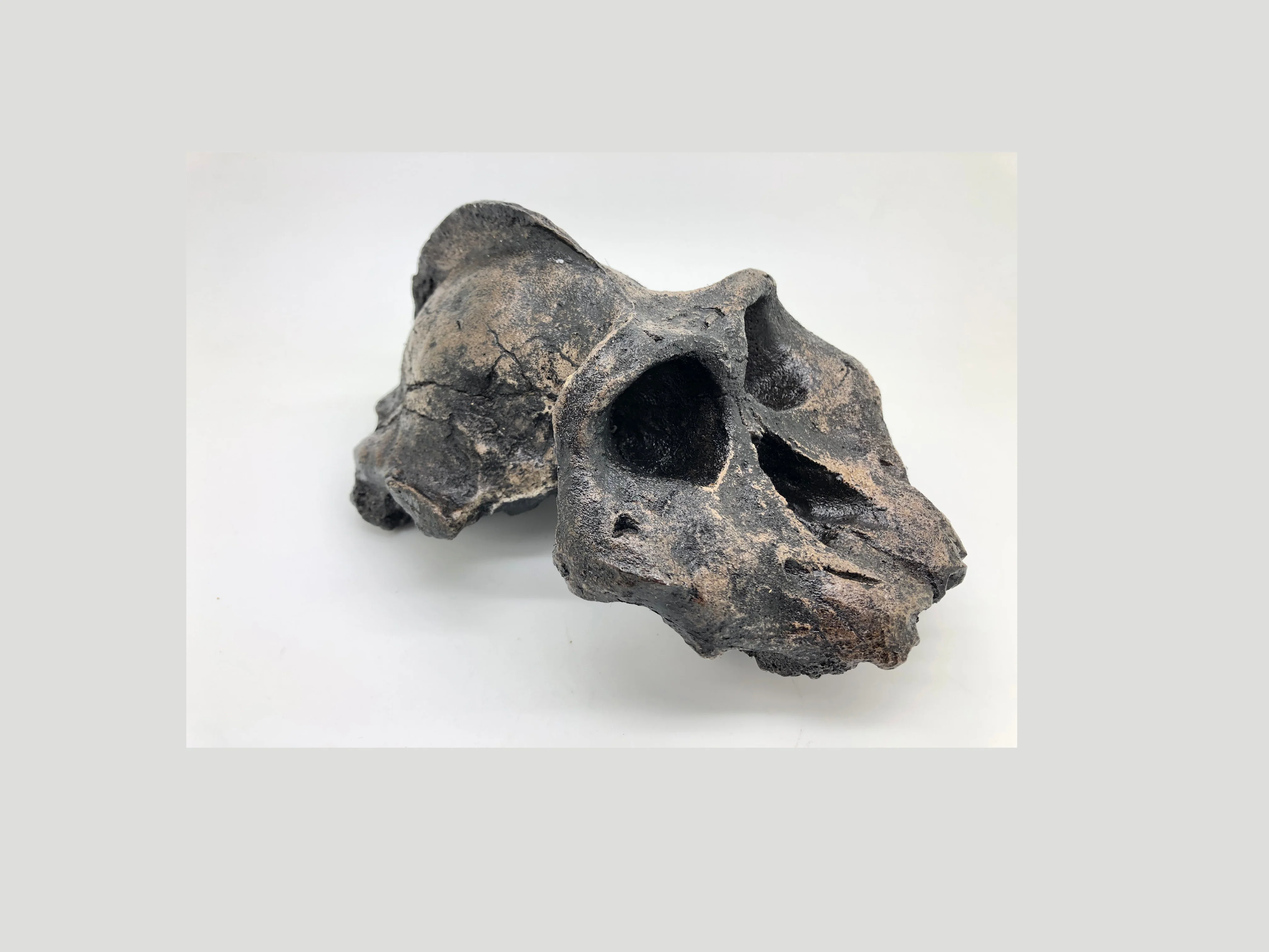 Australopithecus aethiopicus skull cast #2 reconstruction 2022 Price - Image 3