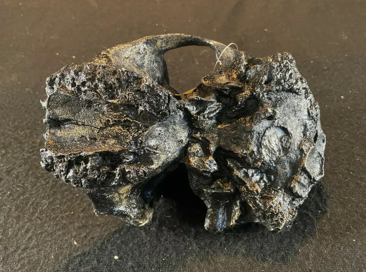 Australopithecus aethiopicus skull cast #2 reconstruction 2022 Price - Image 8