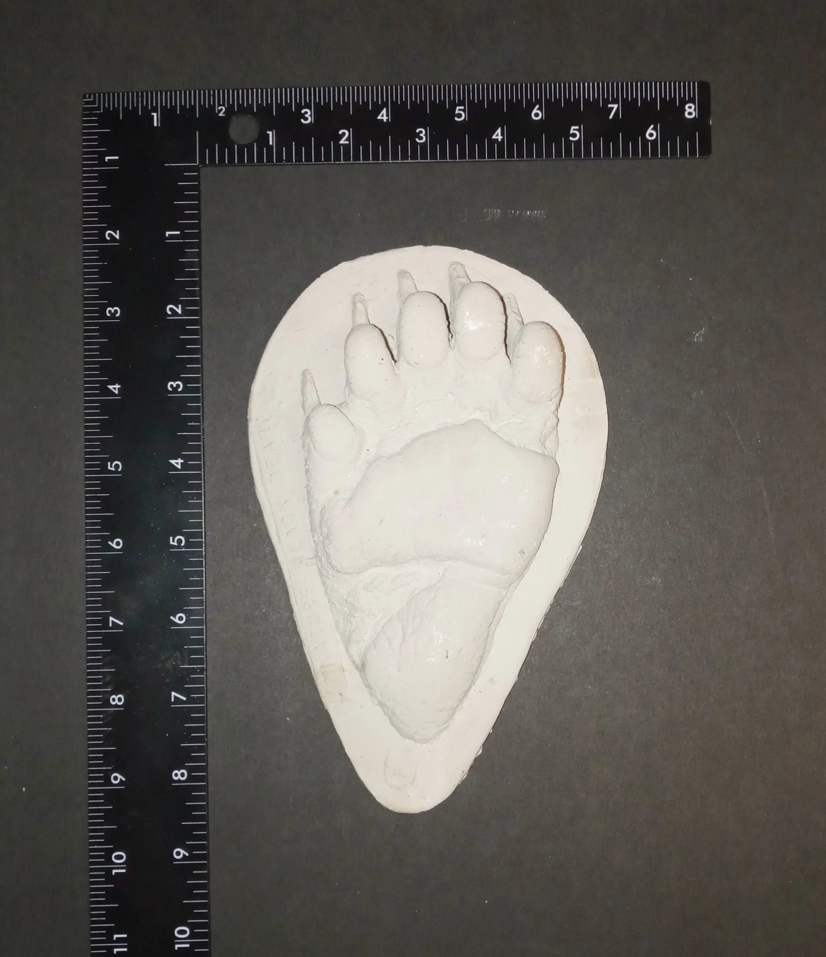 Bear: Footprint Juvenile Black Bear Footprint Cast Replica - Image 4