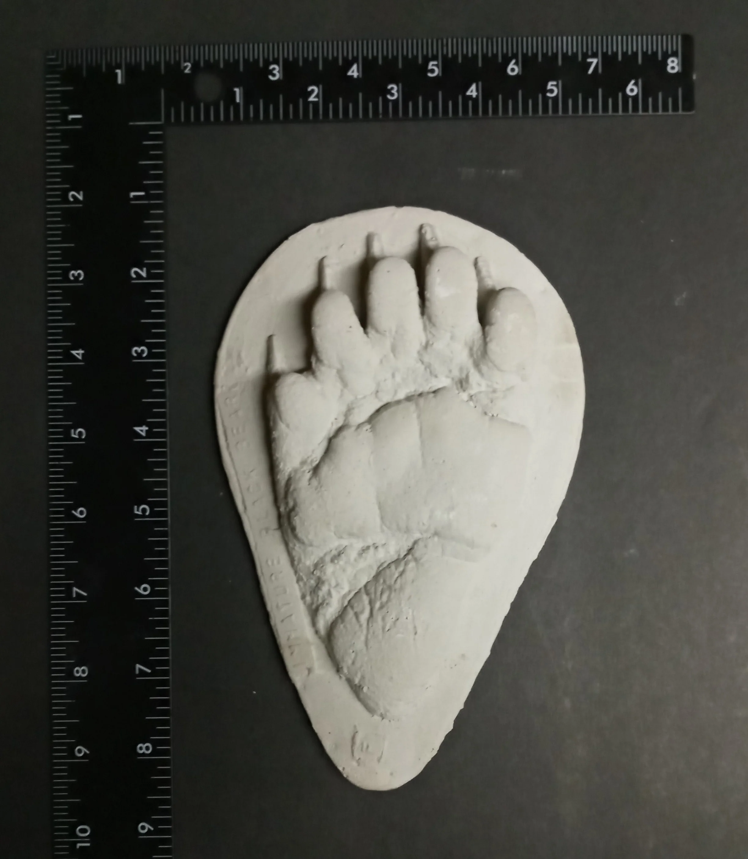 Bear: Footprint Juvenile Black Bear Footprint Cast Replica - Image 5
