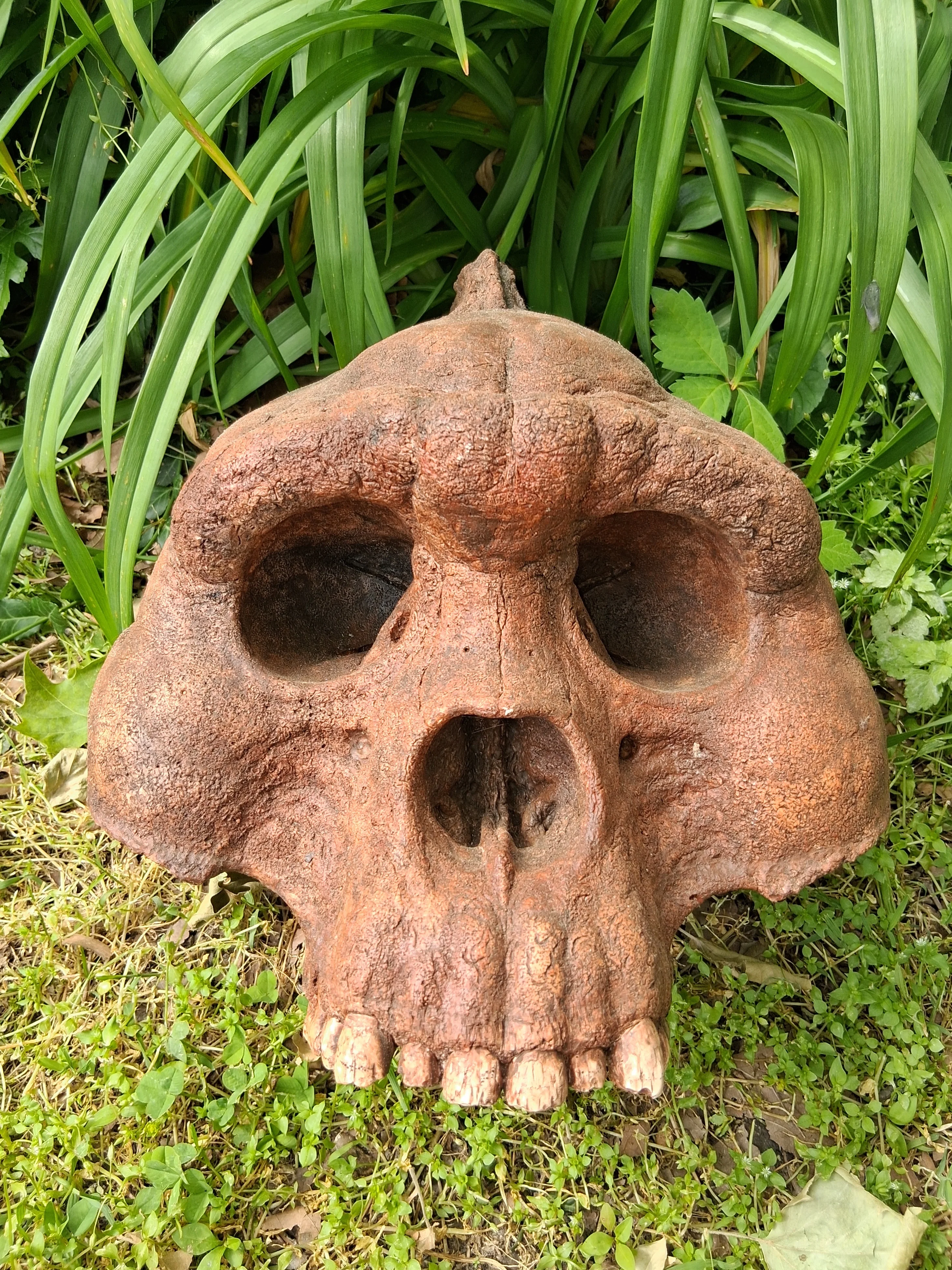 Bigfoot Skull Cast Artistic Interpretation by Master artist ( top of skull only).