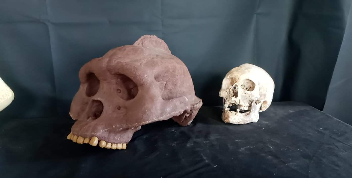 Bigfoot Skull Cast Artistic Interpretation by Master artist ( top of skull only). - Image 3