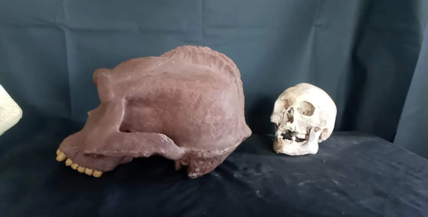 Bigfoot Skull Cast Artistic Interpretation by Master artist ( top of skull only). - Image 4