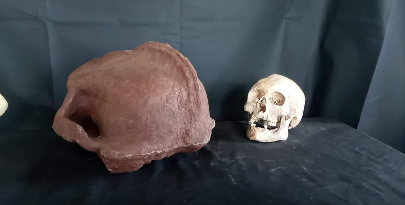 Bigfoot Skull Cast Artistic Interpretation by Master artist ( top of skull only). - Image 5