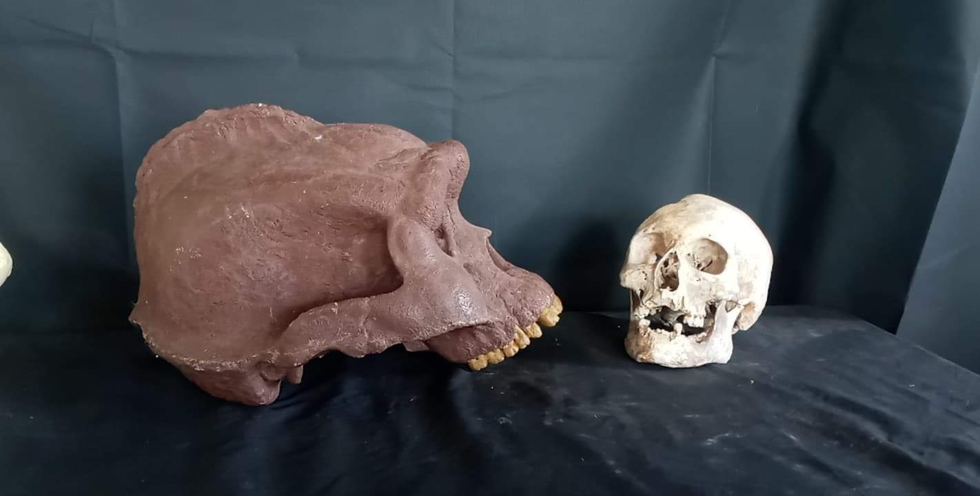 Bigfoot Skull Cast Artistic Interpretation by Master artist ( top of skull only). - Image 7