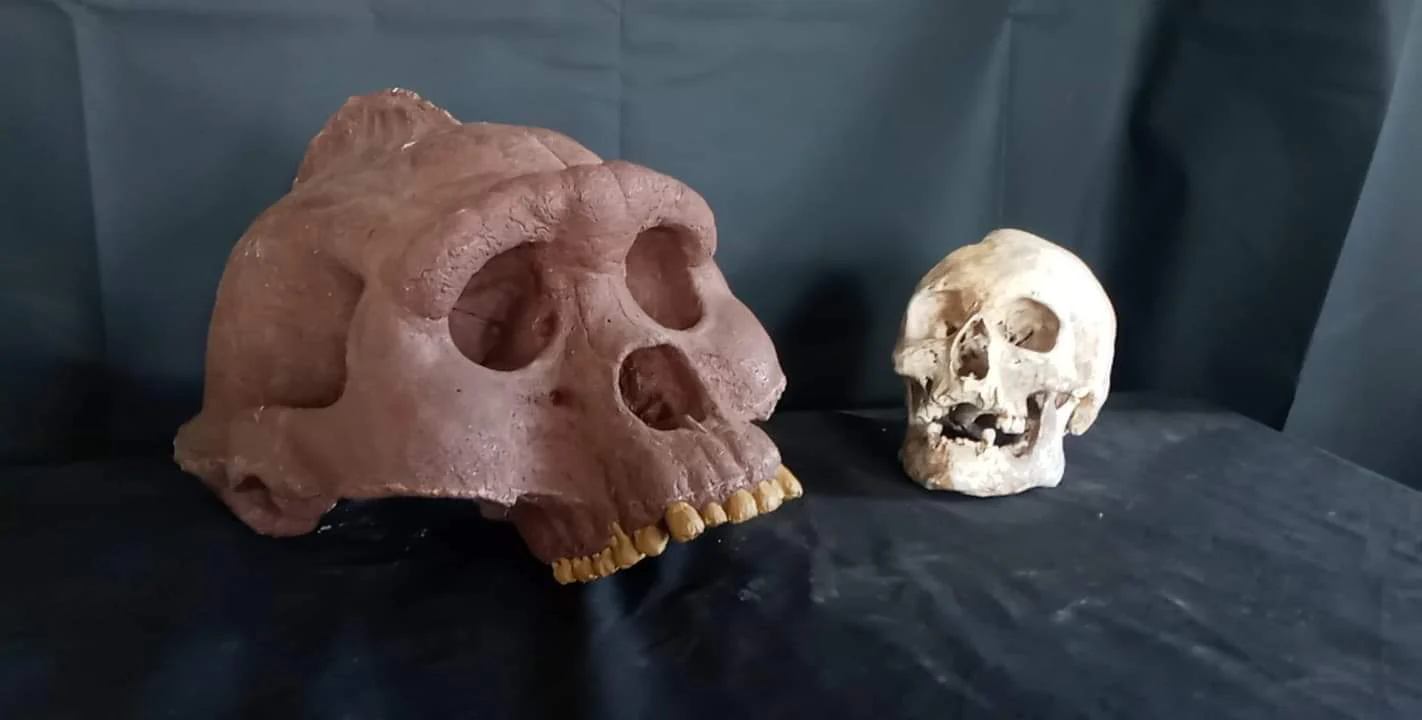 Bigfoot Skull Cast Artistic Interpretation by Master artist ( top of skull only). - Image 8