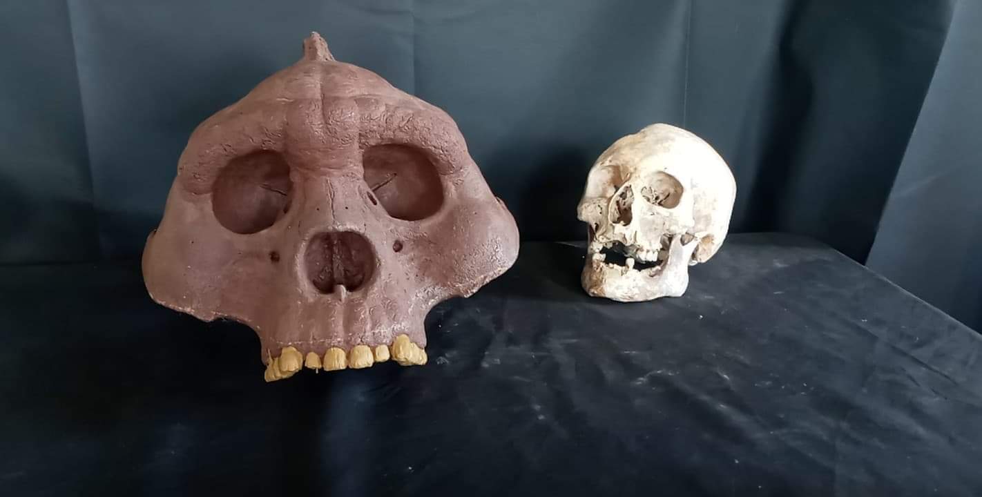 Bigfoot Skull Cast Artistic Interpretation by Master artist ( top of skull only). - Image 9