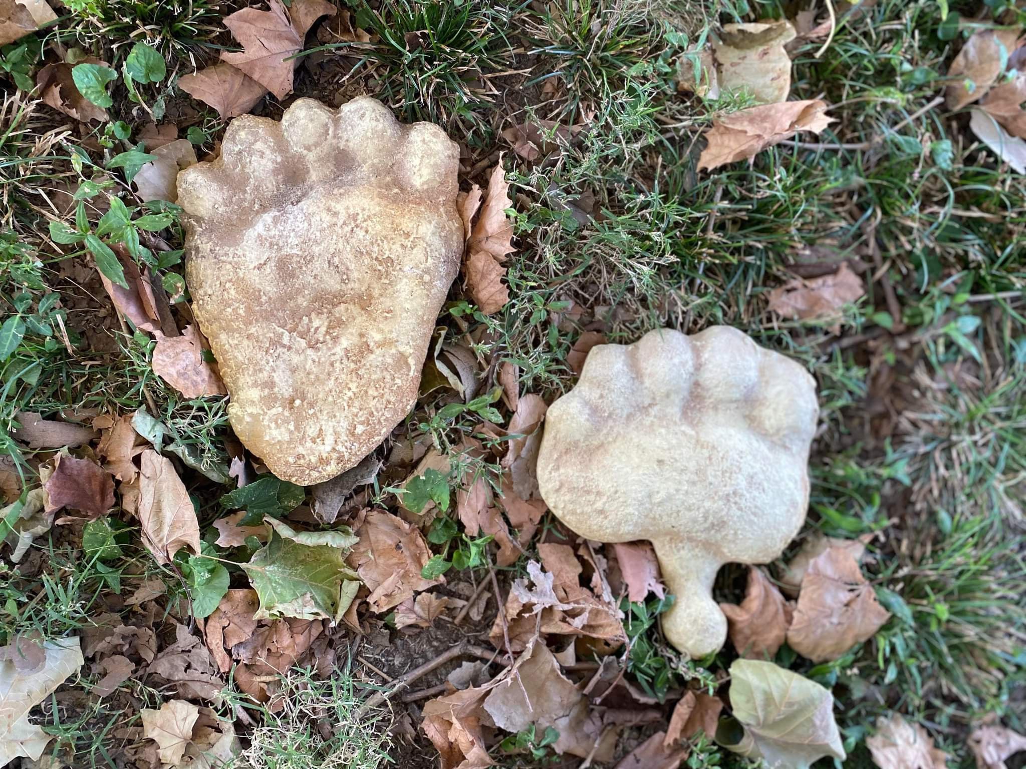 Bear: Footprint Black Bear rear footprint cast replica #5 - Image 4