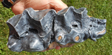 Titanothere Teeth and Jaw Brontotherium cast - Image 3