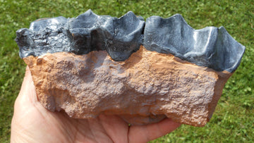 Titanothere Teeth and Jaw Brontotherium cast - Image 4