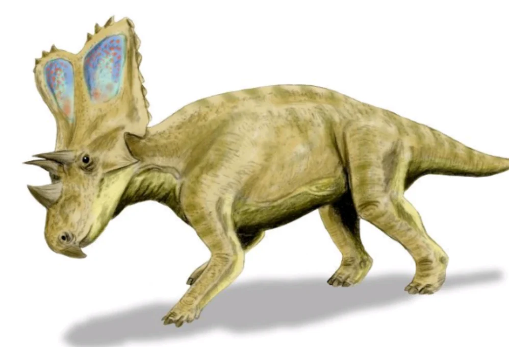 Chasmosaurus Skull cast replica dinosaur skull - Image 5