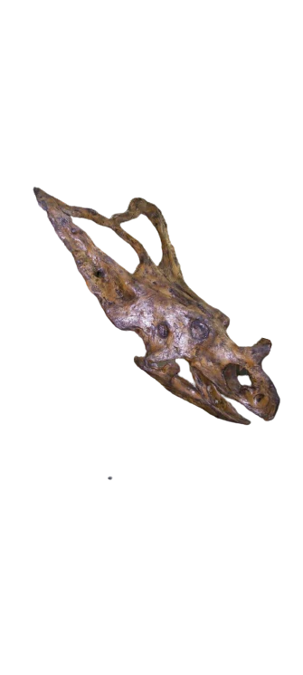 Chasmosaurus Skull cast replica dinosaur skull - Image 6