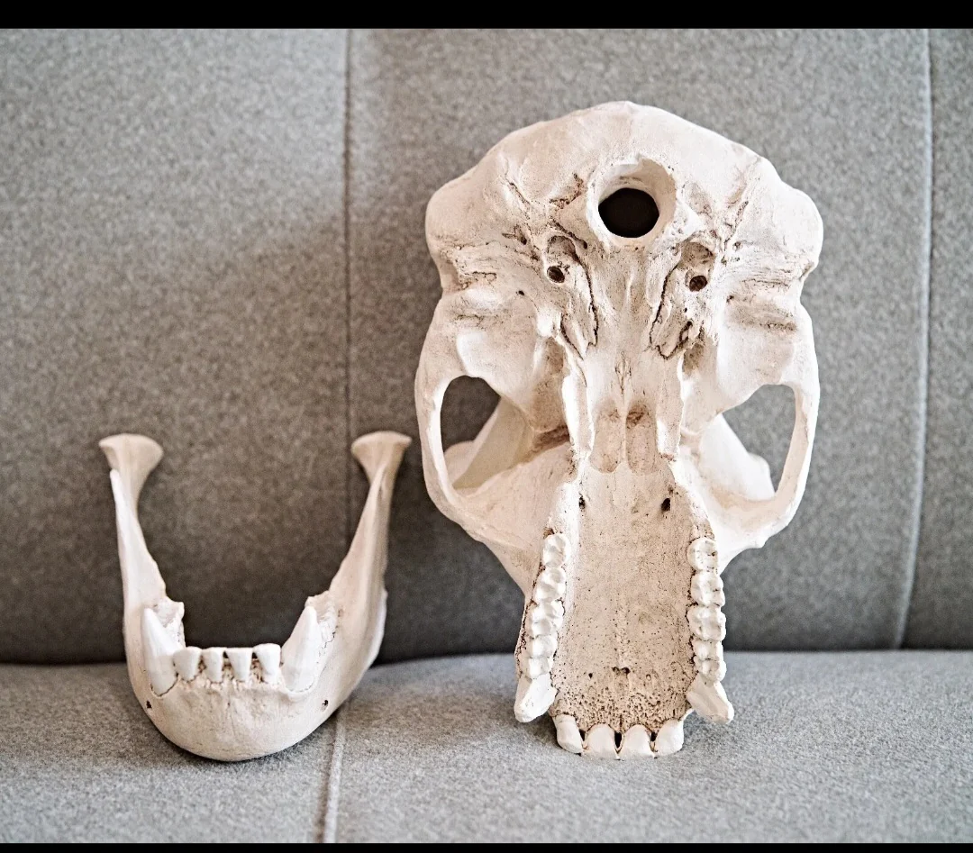 Clearance:  Skull Duggery Chimpanzee skull replica cast - Image 4