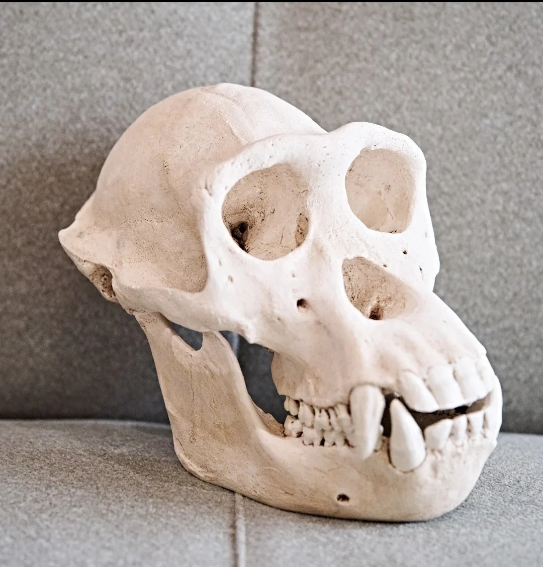 Clearance:  Skull Duggery Chimpanzee skull replica cast - Image 8