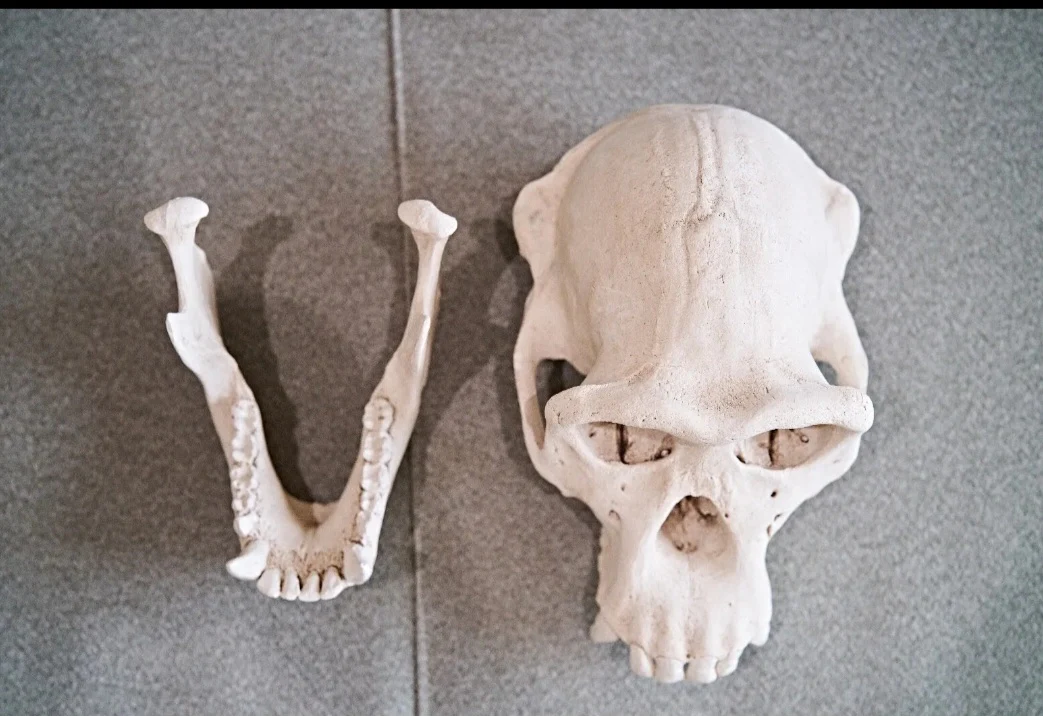 Clearance:  Skull Duggery Chimpanzee skull replica cast - Image 9