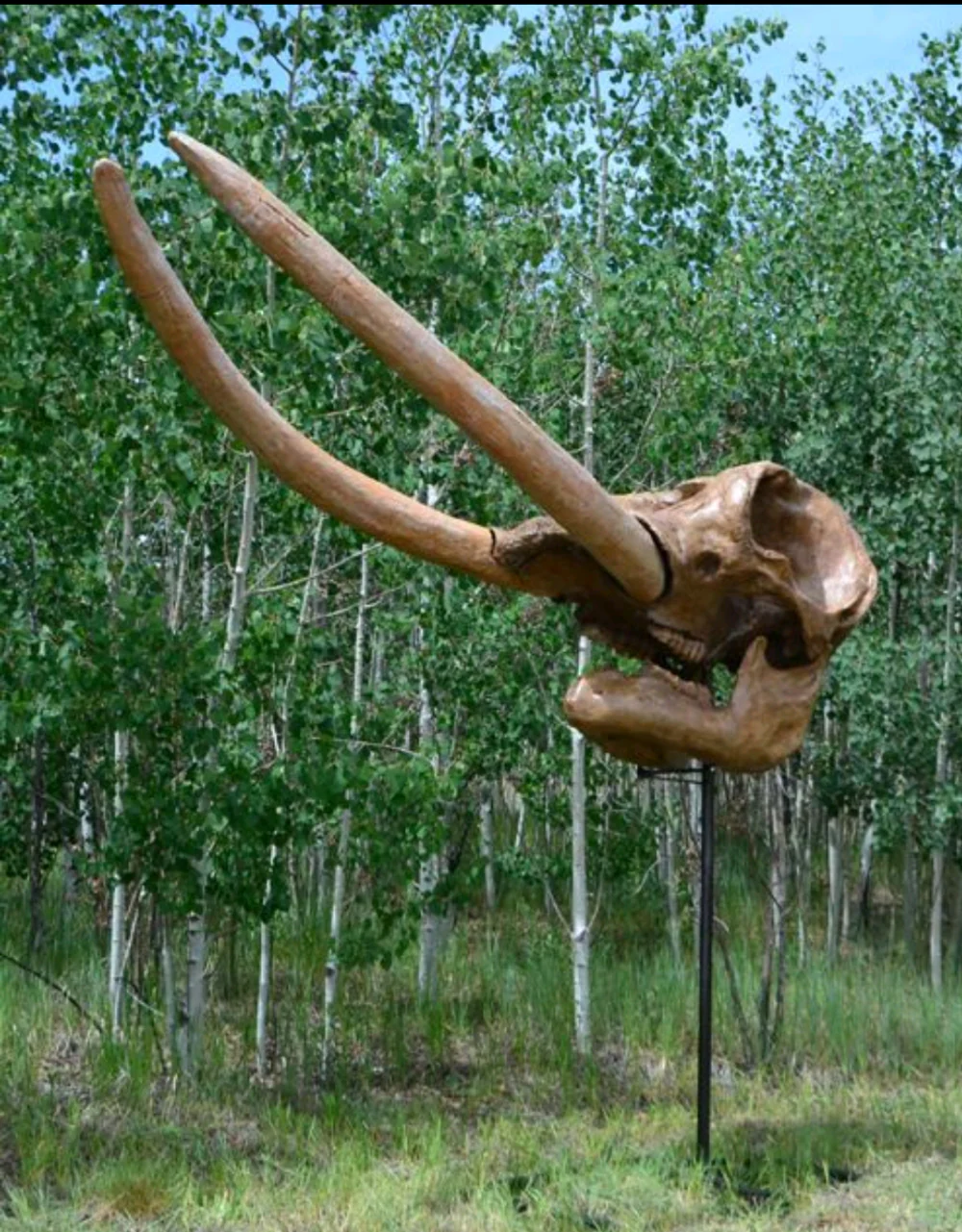 Deluxe Mastodon skull cast replica Pleistocene. Ice Age - Image 2