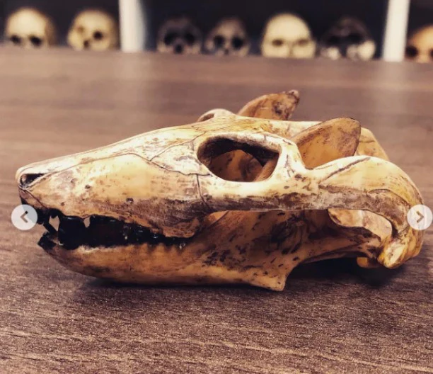 Cynodont - Probainognathus jenseni Skull cast replica (2025) - Image 11