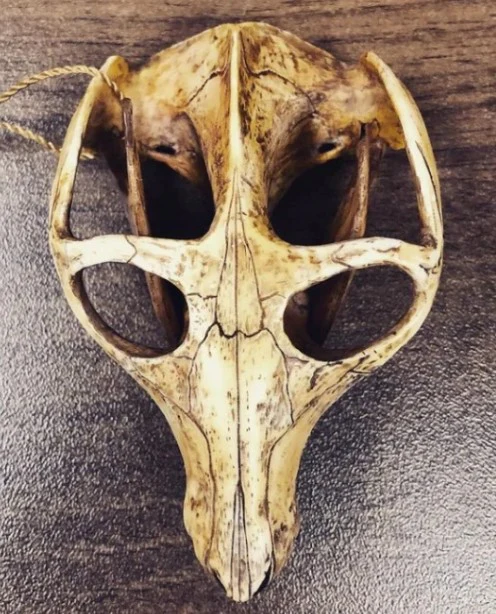 Cynodont - Probainognathus jenseni Skull cast replica (2025) - Image 12