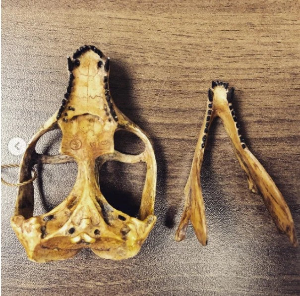 Cynodont - Probainognathus jenseni Skull cast replica (2025) - Image 13