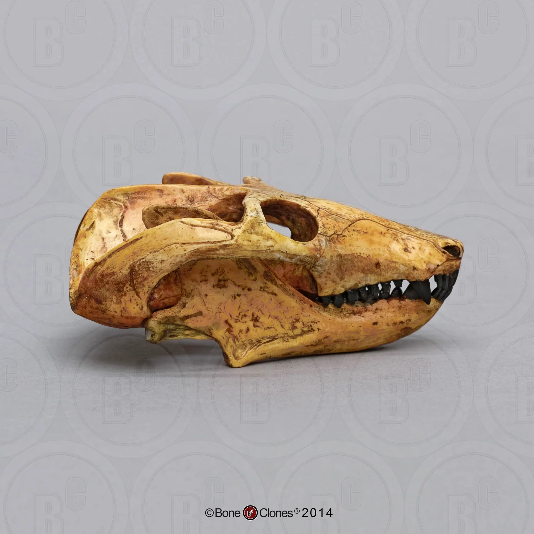 Cynodont - Probainognathus jenseni Skull cast replica (2025) - Image 4