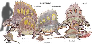 Dimetrodon limbatus skull cast replica #2 - Image 3