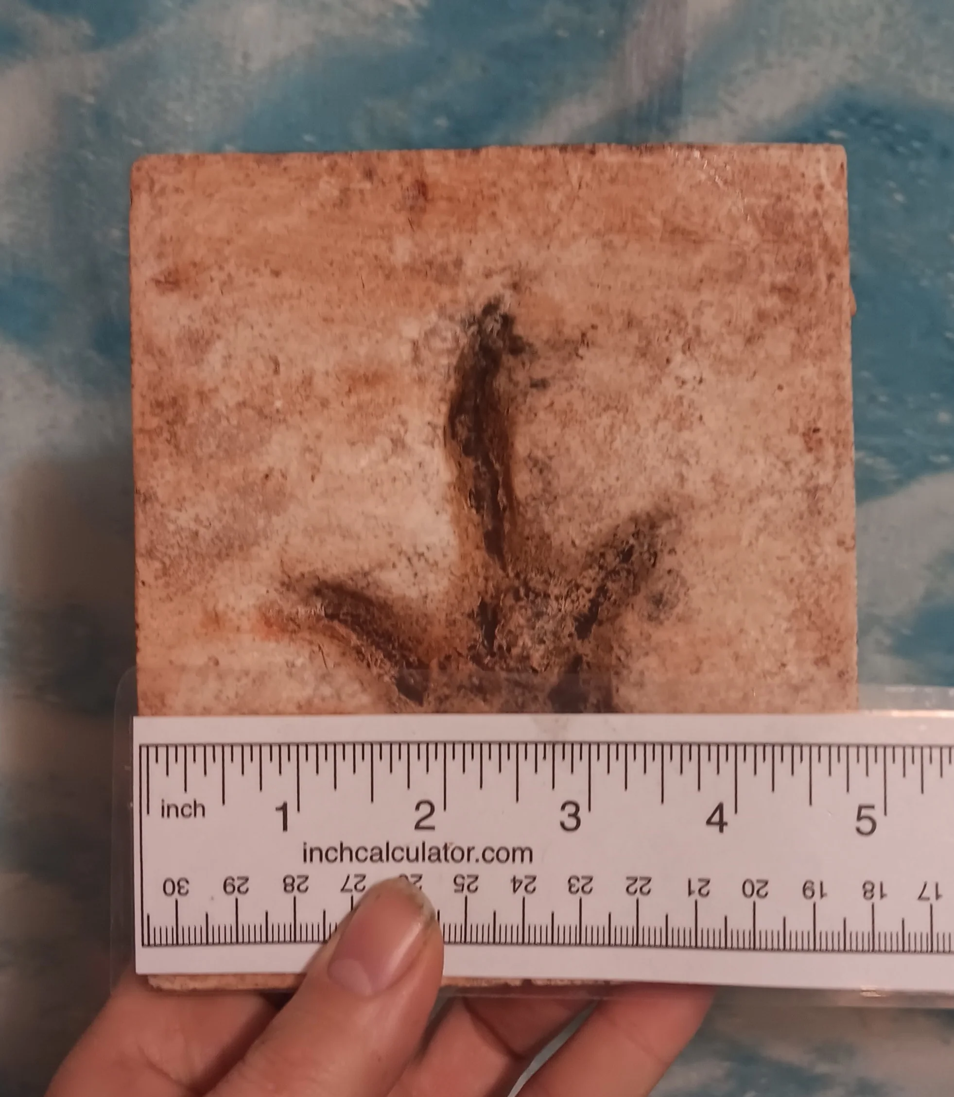 Anomoepus Dinosaur Footprint Track Cast Replica Carnosaur Jurassic Virginia replica - Image 4