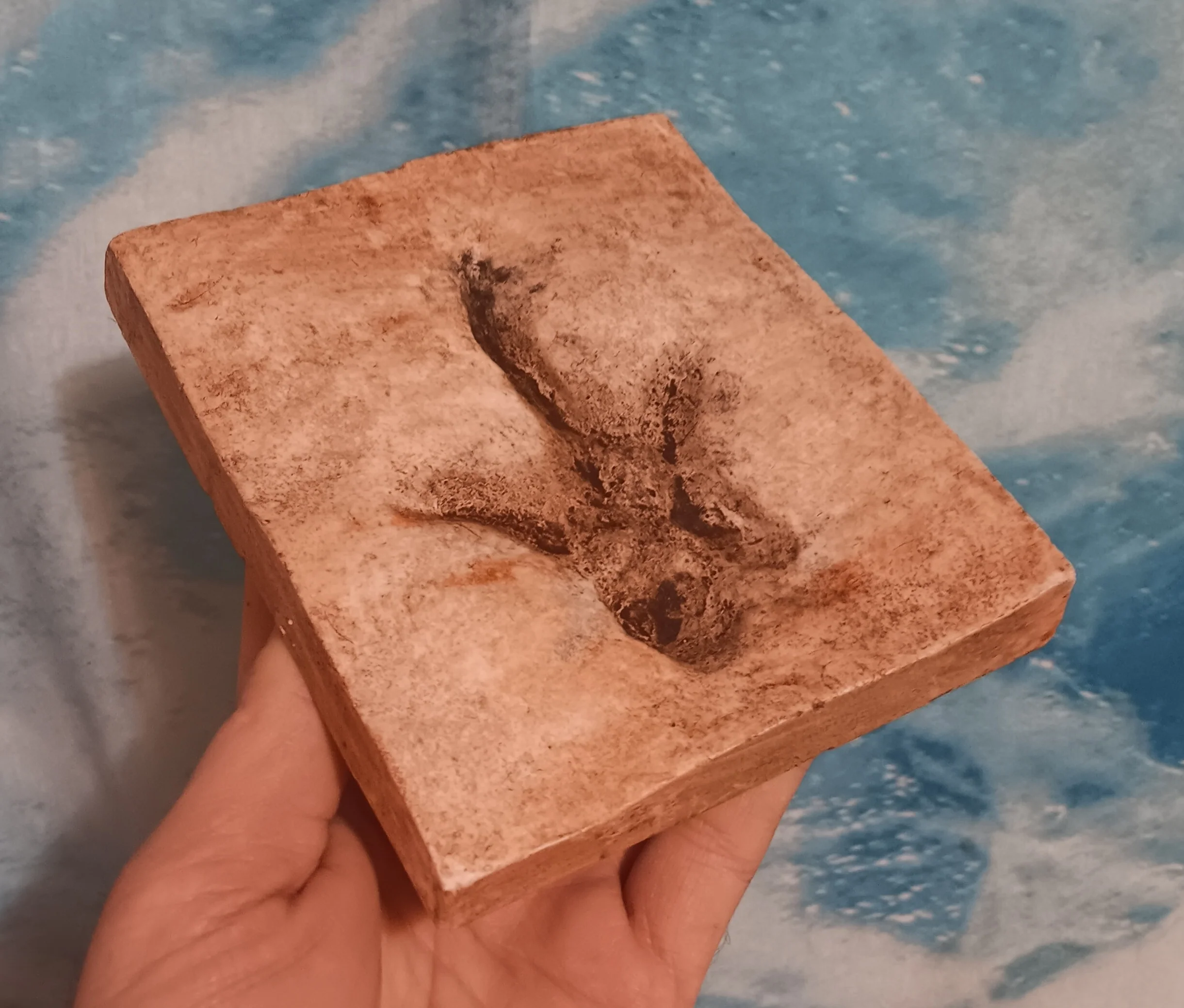 Anomoepus Dinosaur Footprint Track Cast Replica Carnosaur Jurassic Virginia replica - Image 6