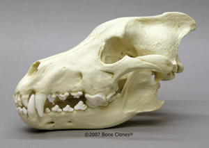 Dire Wolf Skull cast replica Antique finish (item #BC-020A) Skull cast replica reproduction Bone Clones 2024 - Image 2