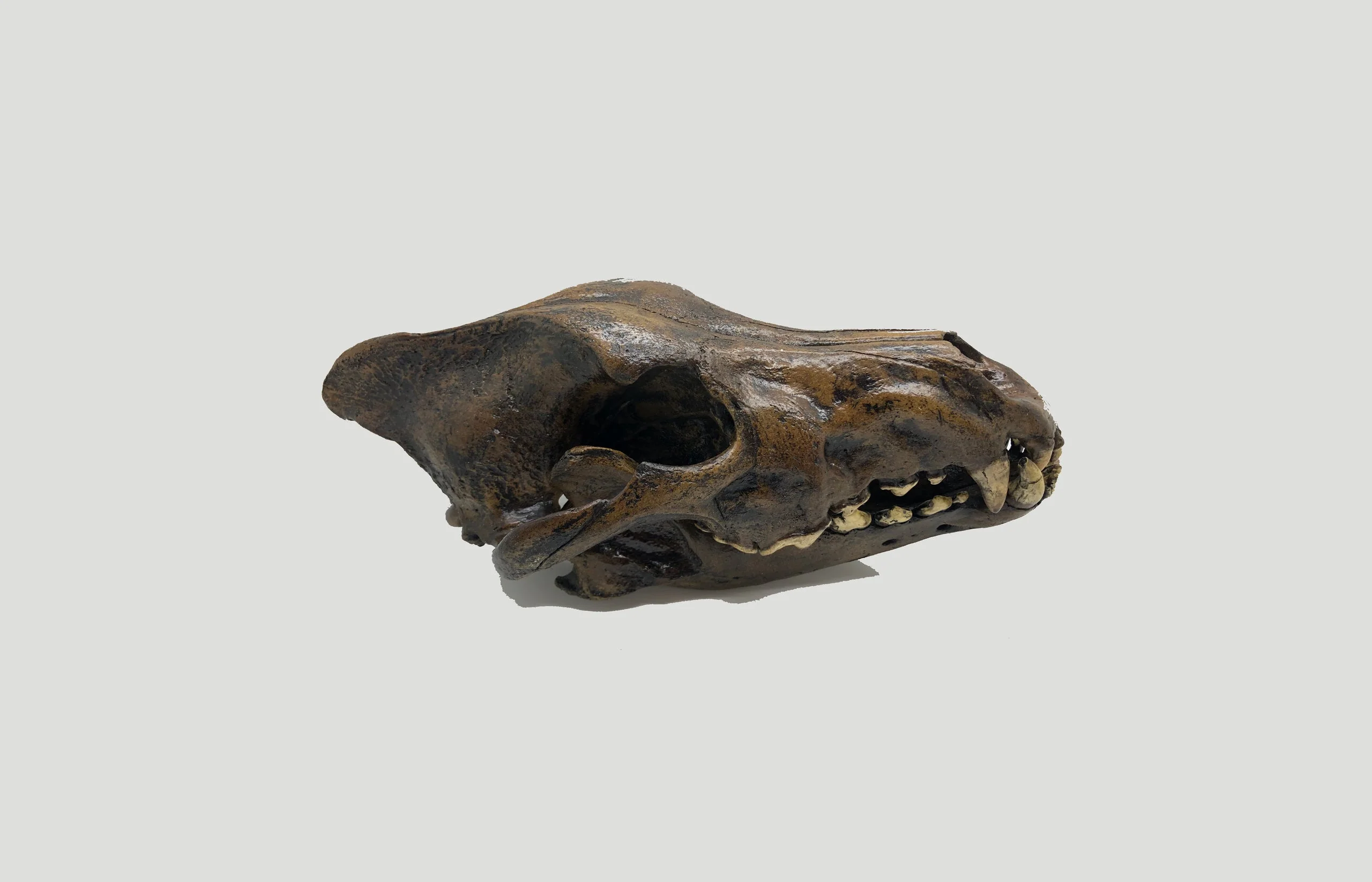 Dire Wolf Skull cast replica #V Skull cast replica reproduction