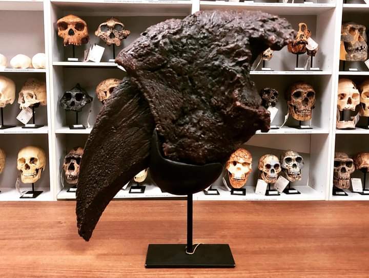 Eremotherium Ground Sloth claw cast replica with stand Bone Clones 2026
