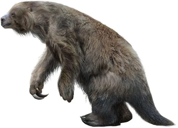 Eremotherium Ground Sloth claw cast replica with stand Bone Clones 2026 - Image 9