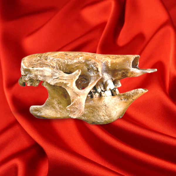 Eremotherium Ground Sloth skull cast replica #2 - Image 3