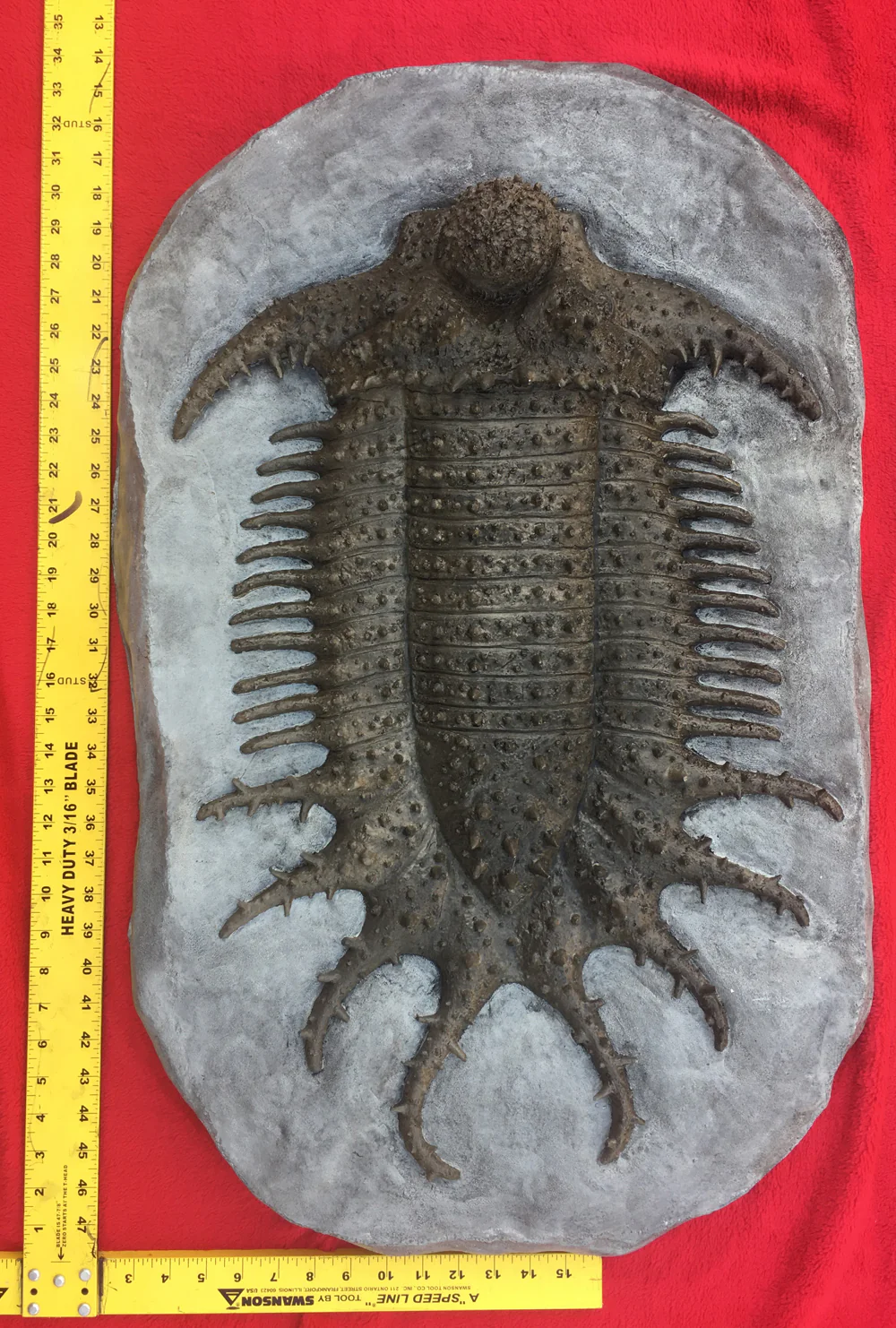 Terataspis grandis (Giant Trilobite) Cast Replica - Image 5